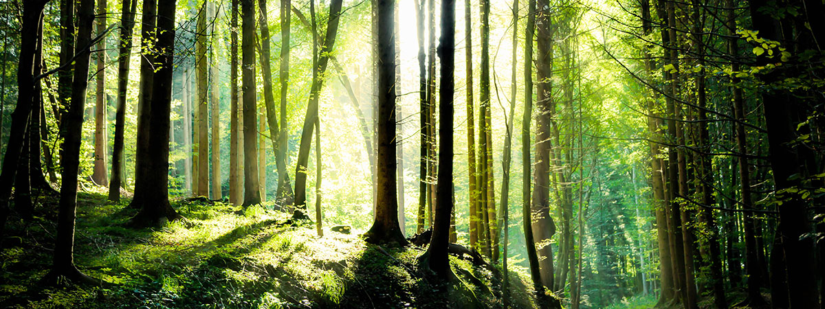 Sunlight shining through trees in a forest